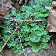 common pellia thumbnail 4