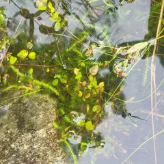 inundated bog clubmoss thumbnail 4