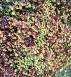 Taylor's Flapwort thumbnail 2
