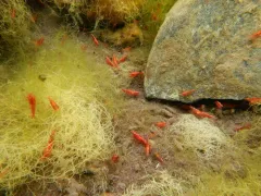 Cherry Shrimp thumbnail 4
