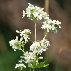 Glade Mallow thumbnail 2