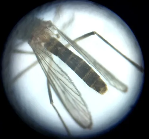 Unbanded Saltmarsh Mosquito