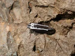 Ethmia albistrigella thumbnail 4