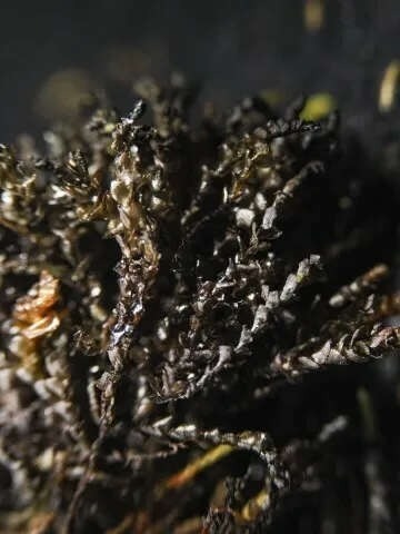 Cordate Flapwort
