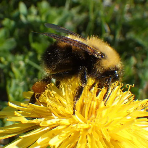 Perplexing Bumble Bee