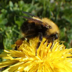 Perplexing Bumble Bee thumbnail 1