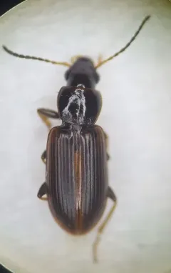 Congeneric Harp Ground Beetle thumbnail 4
