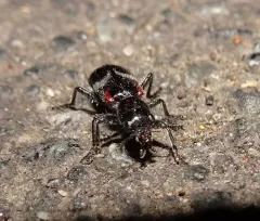 Enoclerus schaefferi thumbnail 4
