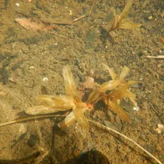 Northern Pondweed thumbnail 4