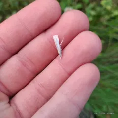 Pasture Grass-veneer thumbnail 1