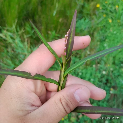 swamp smartweed