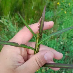 swamp smartweed thumbnail 1