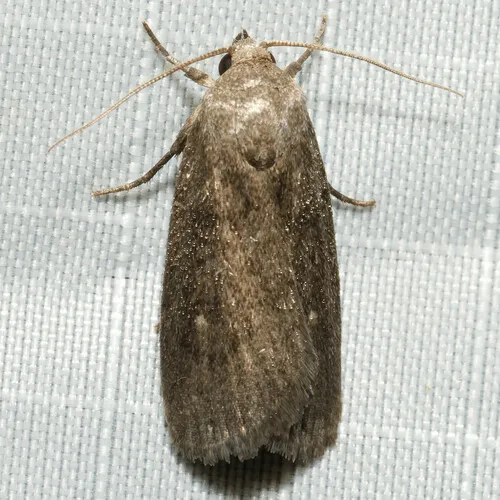 Miranda Moth