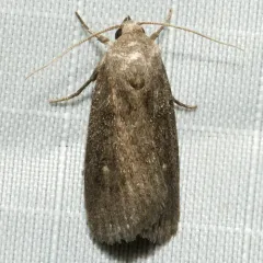 Miranda Moth thumbnail 1
