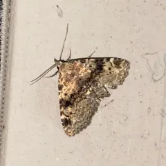 Four-spotted Fungus Moth thumbnail 4