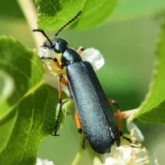Say's Blister Beetle thumbnail 4