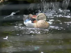 Ringed Teal thumbnail 2