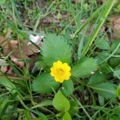 common cinquefoil thumbnail 3