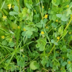 Lesser hop trefoil thumbnail 4