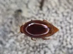 Scaphisoma rubens thumbnail 2