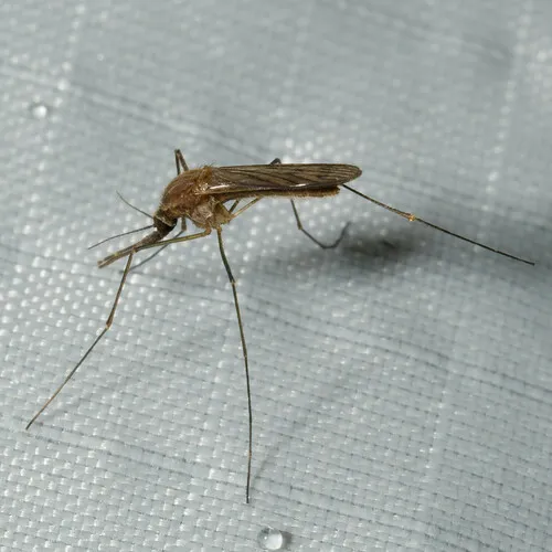 Walker's Anopheles