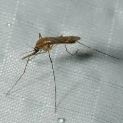 Walker's Anopheles thumbnail 1