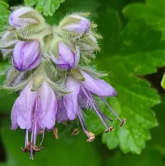 western waterleaf thumbnail 1