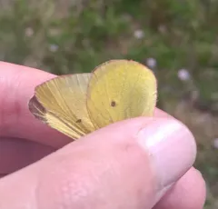 Skinner's Pelidne Sulphur thumbnail 2