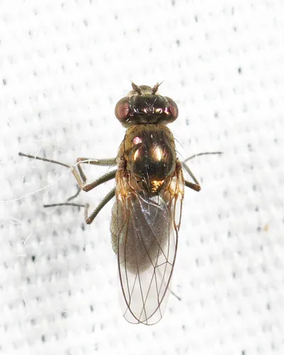 Setacera atrovirens