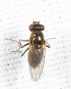 Setacera atrovirens thumbnail 1