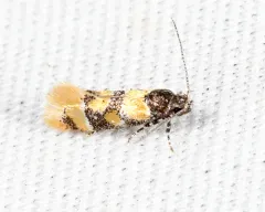 Small Decantha Moth thumbnail 4