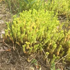 Biting Stonecrop thumbnail 1