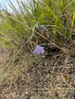 Common Harebell thumbnail 2