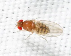 Hirtodrosophila duncani thumbnail 2
