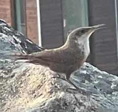 Canyon Wren thumbnail 3