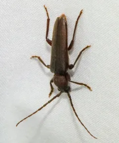 Rust Pine Borer thumbnail 4