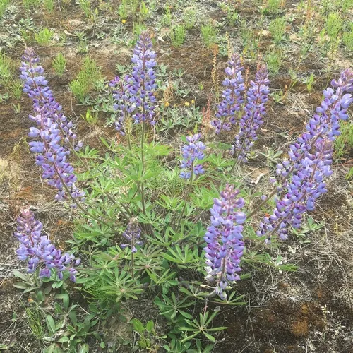 Sundial Lupine