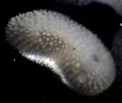 Crowned Dorid thumbnail 4