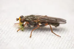 Spaziphora cincta thumbnail 3