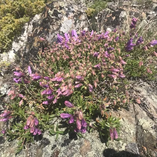 Bush Penstemon