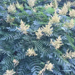 staghorn sumac thumbnail 3