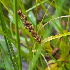 woolly sedge thumbnail 3