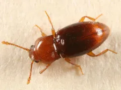 Rhanidea unicolor thumbnail 3