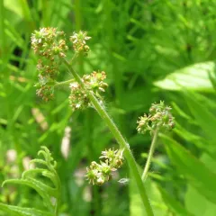 Swamp Saxifrage thumbnail 2