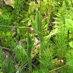showy lady's slipper thumbnail 3