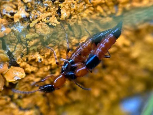 Littoral Whiplash Rove Beetle
