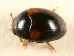 Tritoma humeralis thumbnail 3