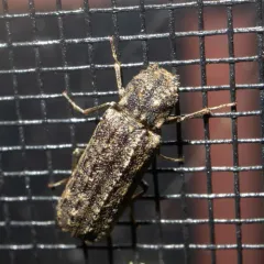 Two-horned Powder-post Beetle thumbnail 4