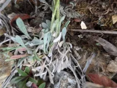 Arctic Bladderpod thumbnail 4