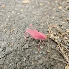 Rattler Round-winged Katydid thumbnail 4